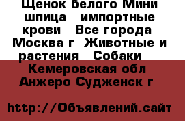 Щенок белого Мини шпица , импортные крови - Все города, Москва г. Животные и растения » Собаки   . Кемеровская обл.,Анжеро-Судженск г.